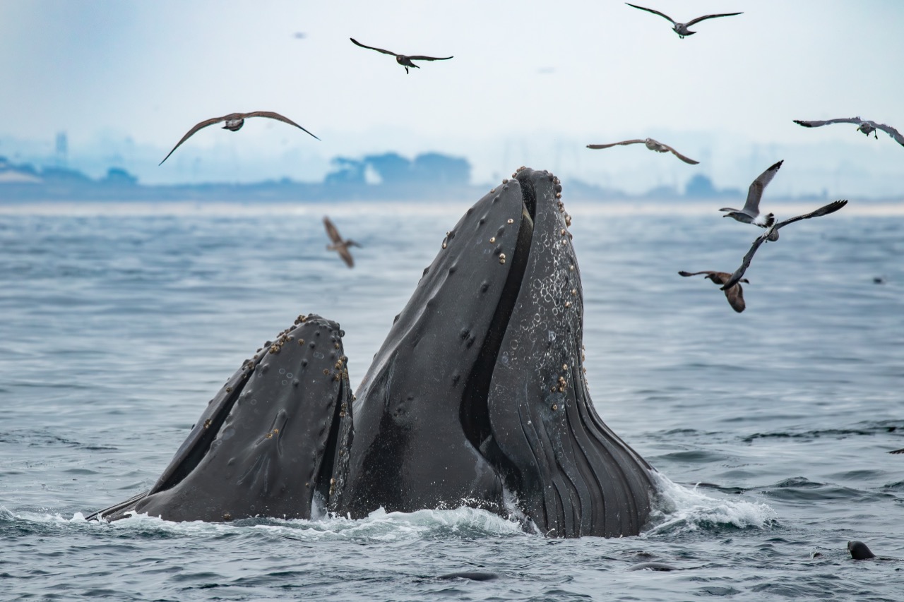 A humpback whale in Monterey Bay